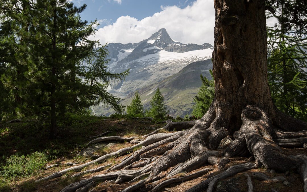 L'arbre cosmique
